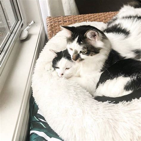 Staying Close Together At Home 🖤🤍 Thanks To Chitterandfluff For