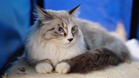 Affectionately called gentle giants, this amazing cat breed will make you fall in love with them! Maine Coon Cat Personality, Characteristics and Pictures ...