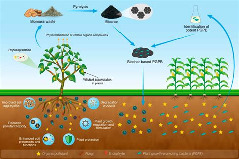 Integrating Biochar Bacteria And Plants For Sustainable Remediation