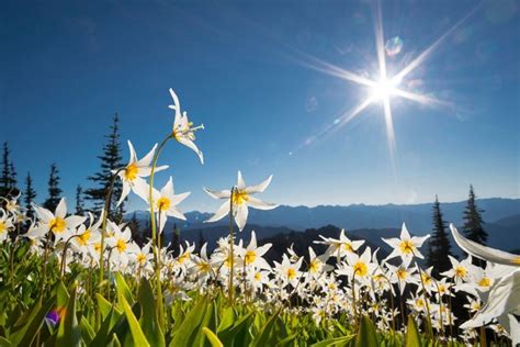 Somerset House Images Washington State Avalanche Lilies Backlit
