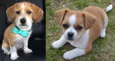 Shih Tzu Mix Beagle Online