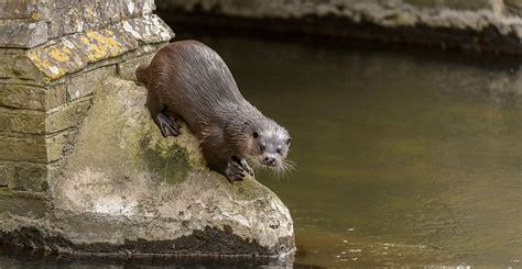 Otters Are Making Themselves At Home In Uk Cities Natural History Museum