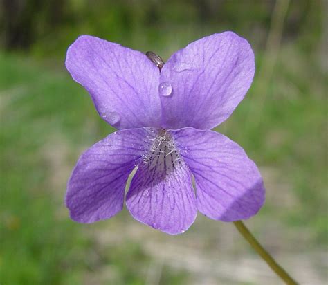 Viola Sororia Woolly Blue Violet Go Botany