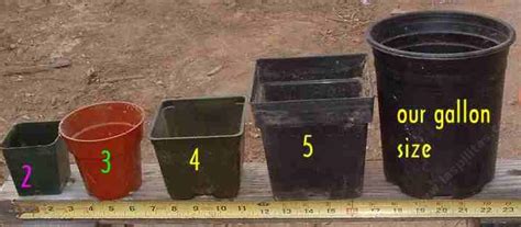 A general guide is to have up to 2 gallons per 12″ of height. Native Plant pot size