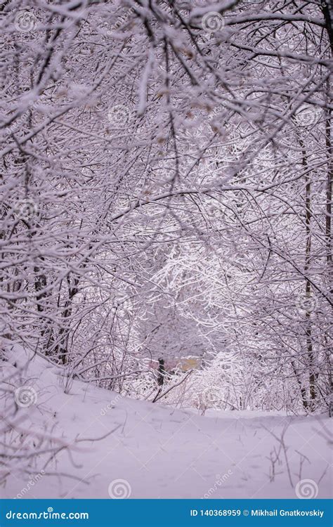 Winter Landscape Scene With Falling Snow Wonderland Forest With