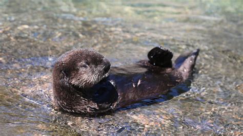 Oregon Coast Aquarium Oregon Zoo Get New Otter Rescues
