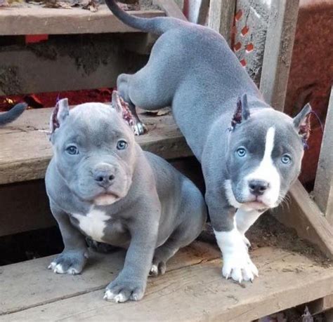 Pin by Sharon Alexander on Pitbull Terrier | Cute dogs, Cute dogs and puppies, Pitbull puppies