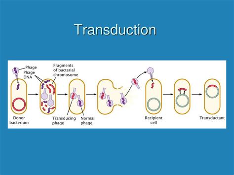 Ppt Gene Transfer In Bacteria And Bacteriophage Powerpoint