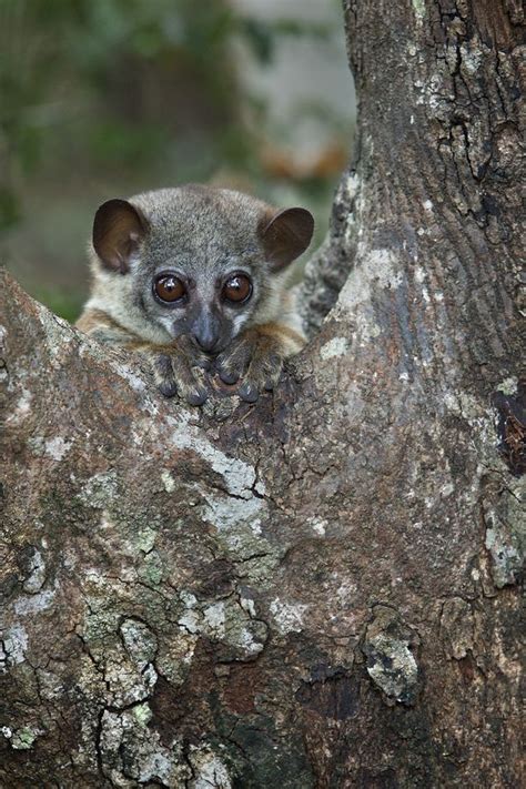 Sportive Lemur Lemur Animals Wild Animals Beautiful