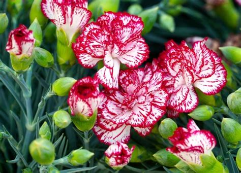 Top 10 Easy Growing Winter Annual Flowers Grow Gardener