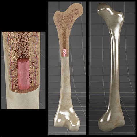 A cross section of a human long bone. 3D section Anatomy bone femoral | CGTrader