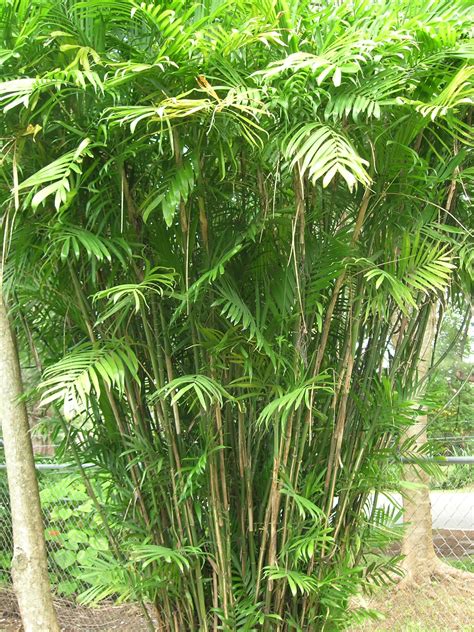 Bamboo Palm Chamaedorea Seifrizii Tropical Garden Design
