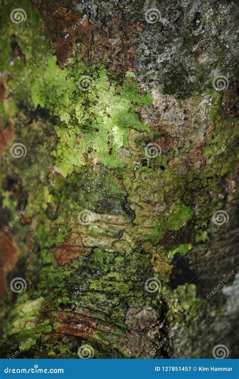 A Close Up Of The Wet Bark Of A Tropical Rainforest Tree Stock Image