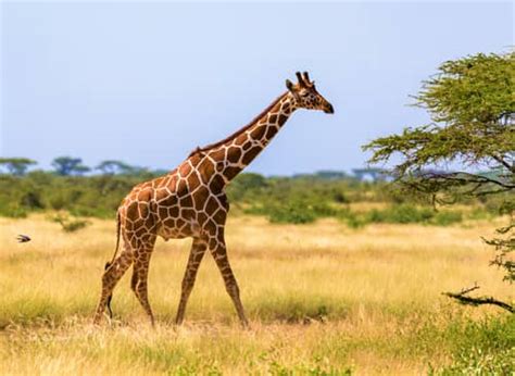 Woman Kills Rare Giraffe Brags On Social Media Engoo 每日新聞