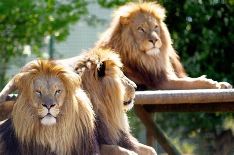 Lion Country Safari — West Palm Beach Safari Zoo