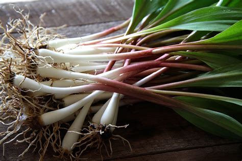 What Are Ramps Edible Northeast Florida