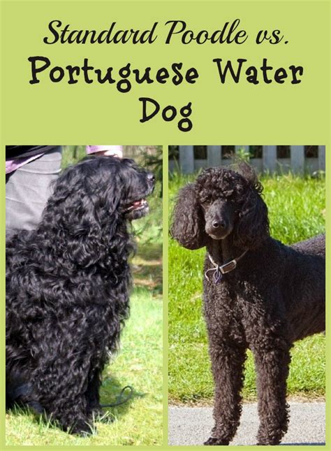 Top 10 Must Have Products For Your Poodle Or Portuguese Water Dog A