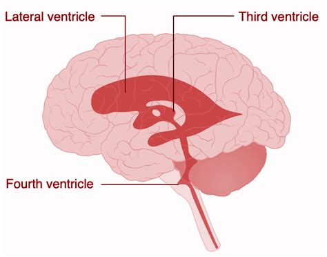 The Third Ventricle Of The Brain Is Situated In The A Base Of The