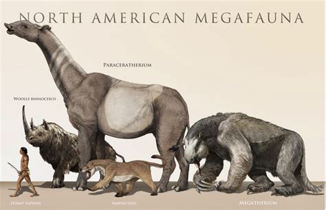 Size Comparison Of Man To Several Extinct North American Megafauna Of