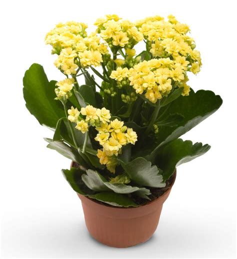 We did not find results for: Yellow Kalanchoe in Portland, OR | Old Town Florist