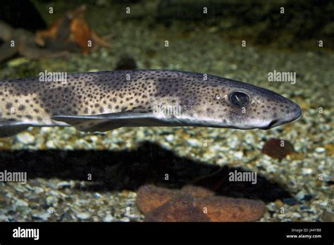 Portrait Of A Small Spotted Catshark Stock Photo Alamy