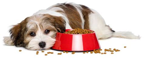 In fact, there is a substantial overlap between human food processing safety standards and pet food safety standards. When Is it Safe for Dogs to Eat Expired or (old) Leftover ...