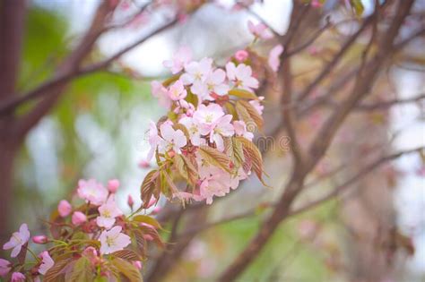 Sakura Flowers On The Tree Japanese Spring Flowering Tree Stock Image