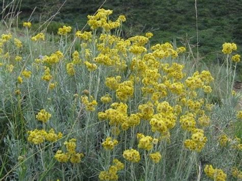 I fiori di amamelide sono molto particolari, in quanto hanno petali lineari, posizionati in maniera sparsa, a dare l'impressione di un fiore arruffato, di colore giallo, rosato o rosso porpora, molto profumato. Elicriso liquirizia - aromatiche - Elicriso liquirizia orto