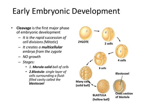 Cleavage Implantation Of The Embryo And Bilaminar
