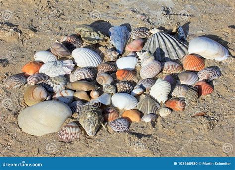 Seashells On The Sand Of A Beach Baja California Stock Photo Image
