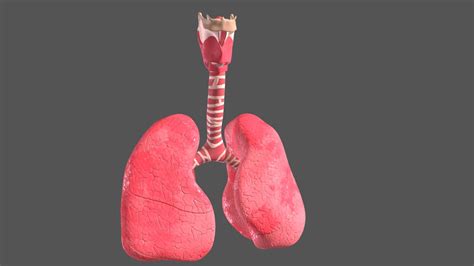 Lungs Anatomy 3d Model By Cos Costap 8c3d8db Sketchfab