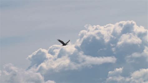 Bald Eagle Soaring Against Clouds Stock Footage Sbv 300128442 Storyblocks