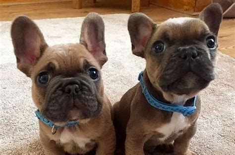 15 Reasons Why You Should Never Own French Bulldogs Pettime