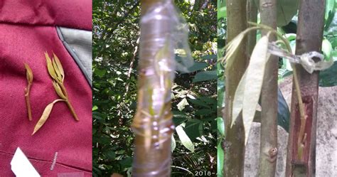 Cara buat tut boleh baca kat sini cara mudah mengetut pokok tin. Cara Buat Cantuman Pokok Durian Menggunakan Pucuk Muda 100 ...