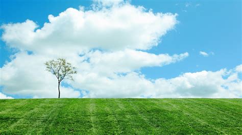 Download Wallpaper Tree Grass Field Clouds Cloud Horizon Sky Skyline