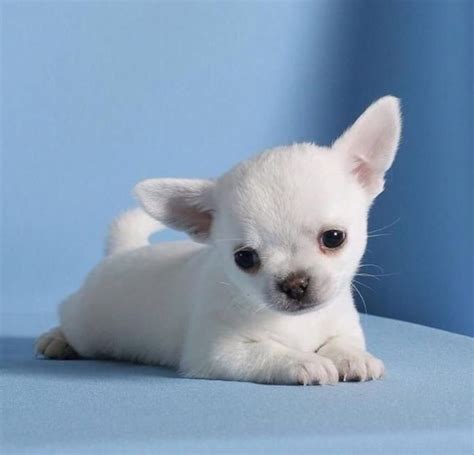 53 Taking Care Of A Puppy Chihuahua Image Bleumoonproductions