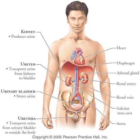 Urinary System Anatomy And Physiology The Wonders Of The