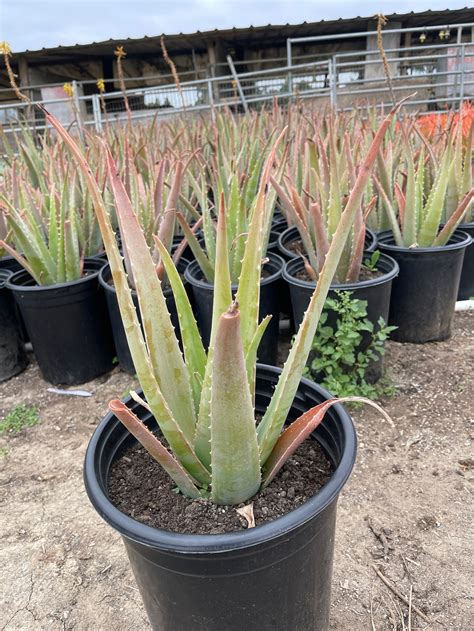 Large Aloe Vera Plant Bare Root Etsy