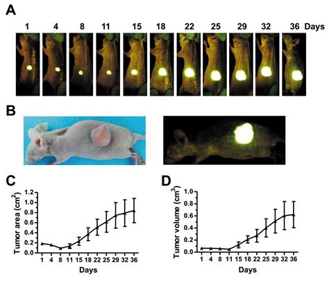 Comparison Of Gfp Expressing Imageable Mouse Models Of Human Esophageal Squamous Cell Carcinoma