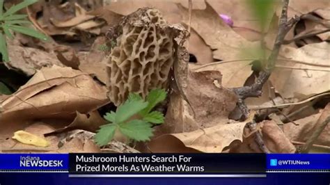 Beginners Tips For Finding Morel Mushrooms Youtube