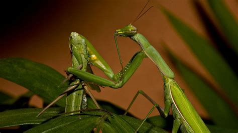 Prey Mantis Do You Want To Have It One At Home