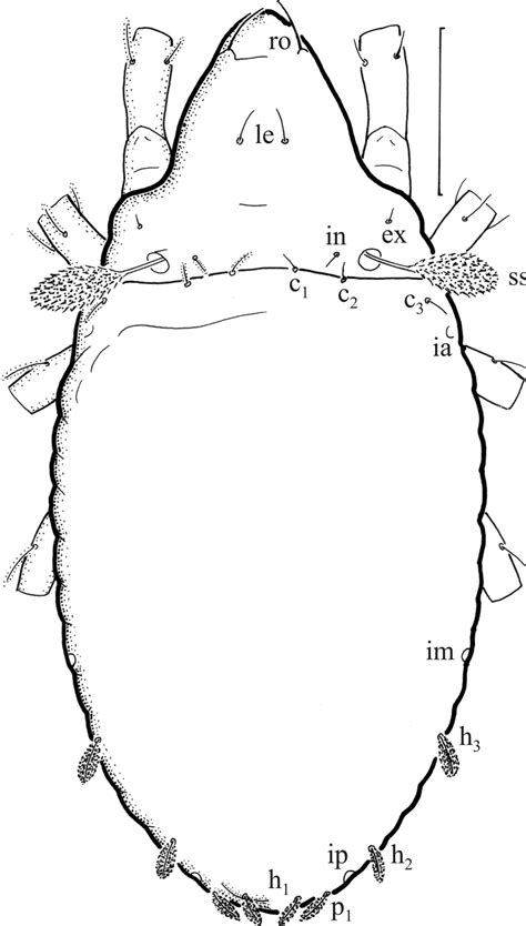 Licnodamaeus Costula Tritonymph Dorsal Aspect Scale Bar 50 µm Legs