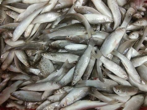 Ikan Laut Yang Paling Sering Dikonsumsi Di Indonesia