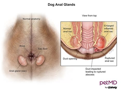Anal Glands On Dogs What You Need To Know Petmd