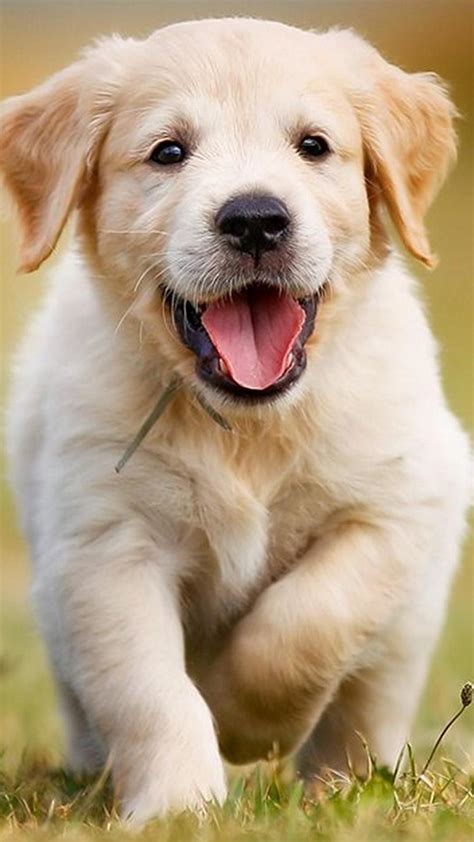 Cute Puppies Phone Wallpapers Wallpaper Cave