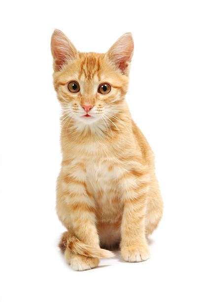 Orange Tabby Cat Stock Photos Pictures And Royalty Free Images Istock