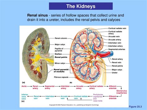 Ppt The Urinary System Powerpoint Presentation Free Download Id