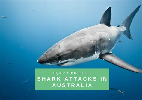 Shark Attacks Are They Becoming More Common What Can We Do To