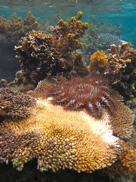 Crown Of Thorns Sea Star Image Eurekalert Science News Releases