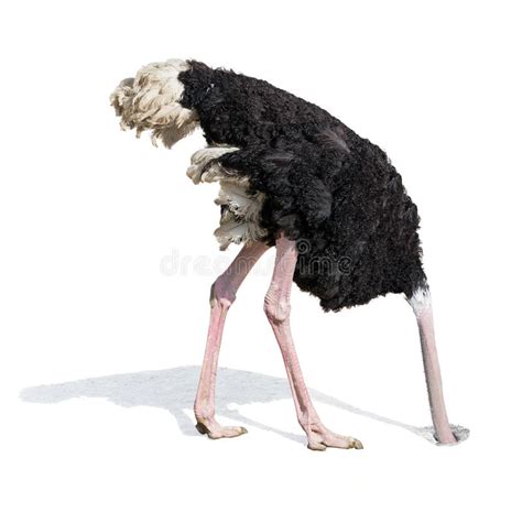 Ostrich Burying Head In Sand Ignoring Problems Stock Photo